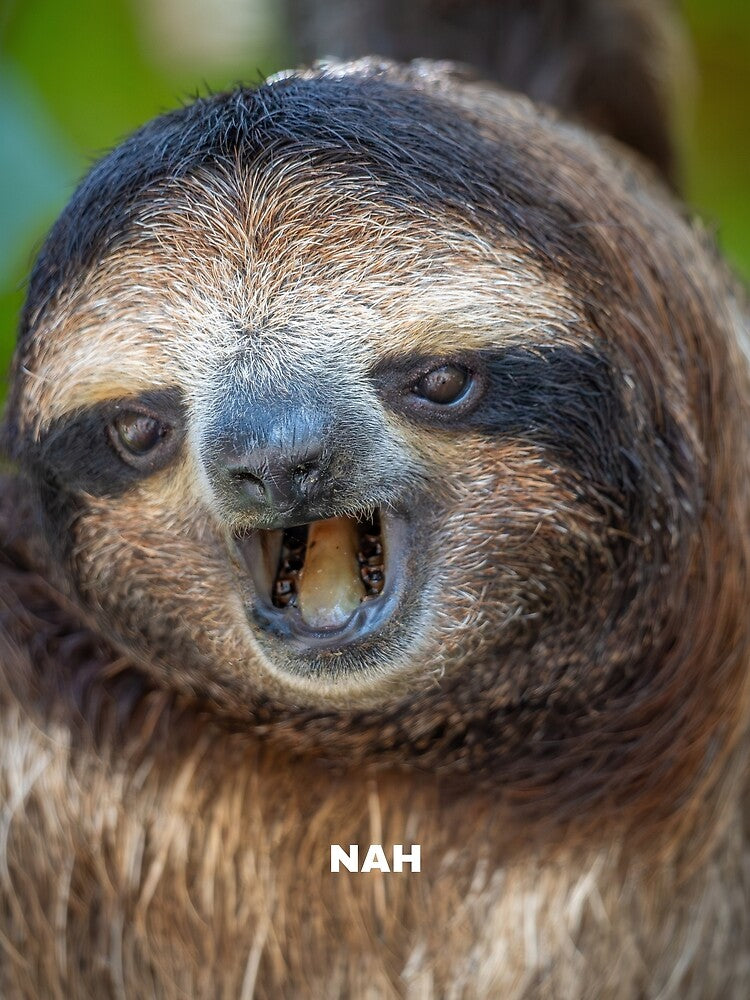 Nah Sloth Meme – Funny Lazy Mood Animal Reaction by WildFrameNature